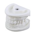 thumbnail image 1 of Modelo De Dientes Dentales Modelo de dientes dentales, accesorios educativos, modelo de dientes estándar, suministros de demostración Tmvgtek Cuidado Belleza, 1 of 8