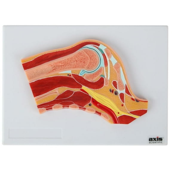 Axis Scientific Shoulder Joint Section Anatomy Model