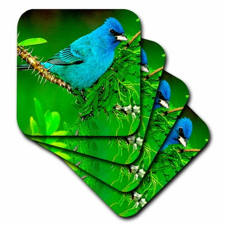 

3dRose Indigo Bunting Soft Coasters set of 4