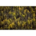 thumbnail image 2 of Stalowy, John 32x23 Black Ornate Wood Framed with Double Matting Museum Art Print Titled - Alaska in Fall, 2 of 4