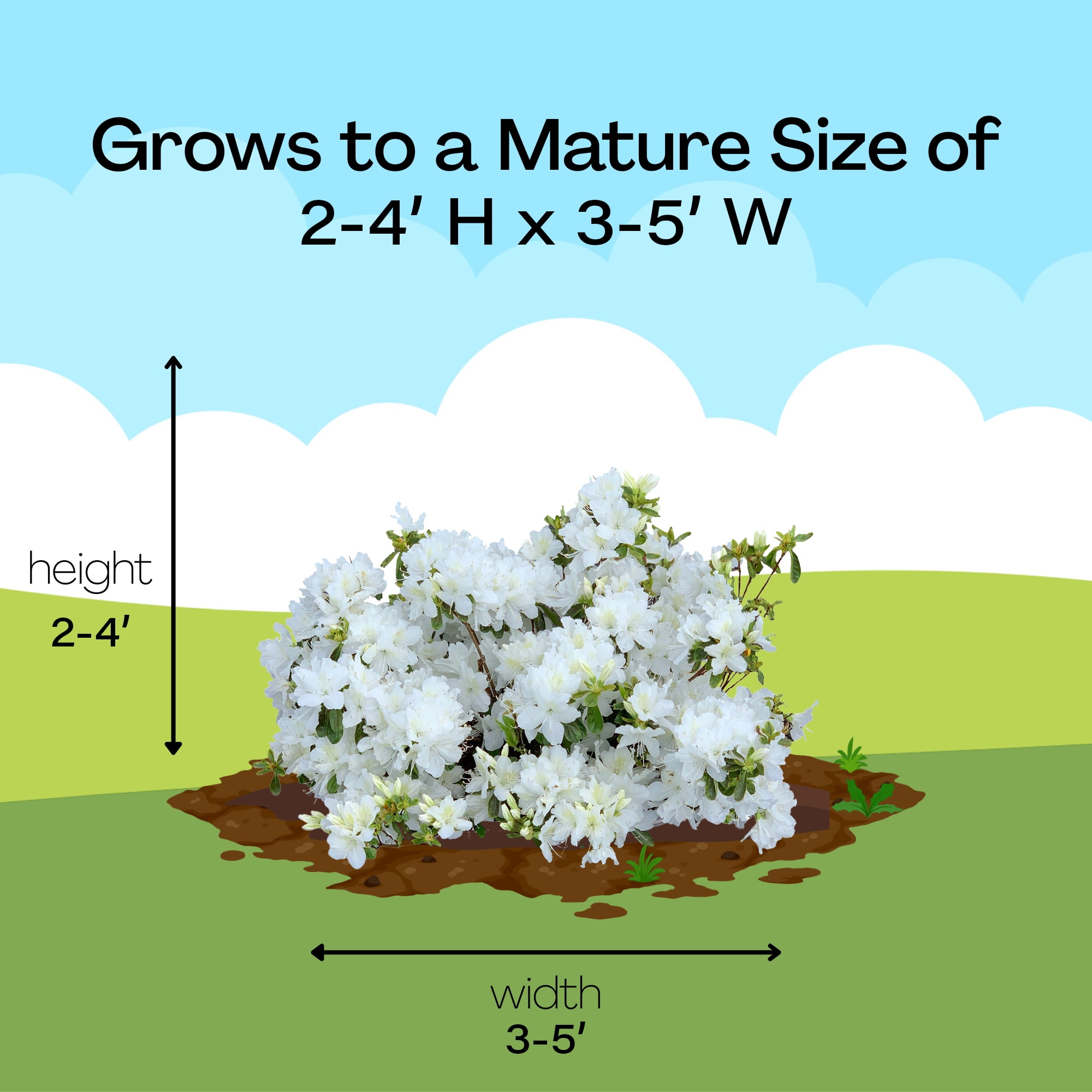 Azalea Delaware Valley Live Shrub