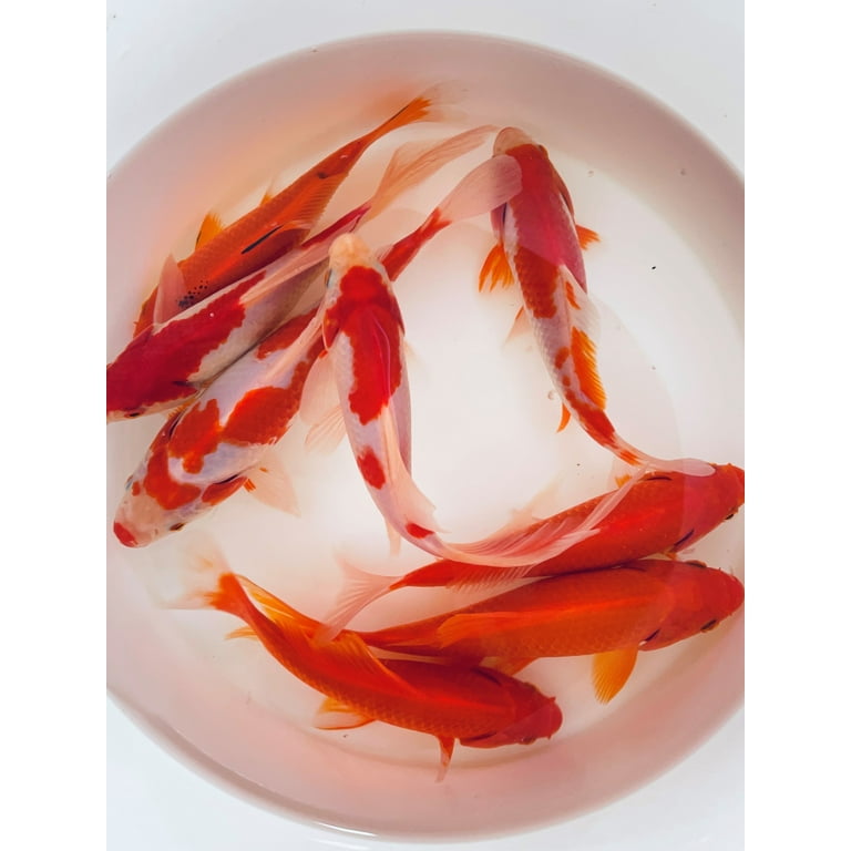 Goldfish Pond Pack 4 Includes Sarasas Comets by Toledo