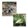 thumbnail image 3 of Life Cycle of A Dragonfly Insects Life Cycles Growth Model Children Animal Growth Cycle Science Educational Toys, 3 of 6