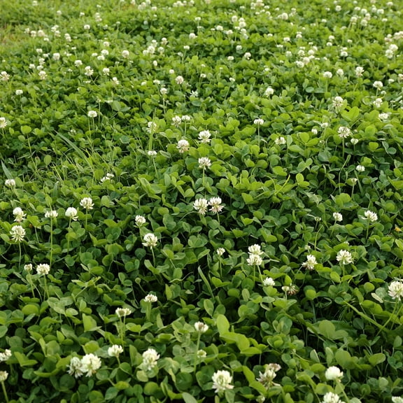 Outsidepride 50 White Dutch Clover Plant Seeds, Erosion Control