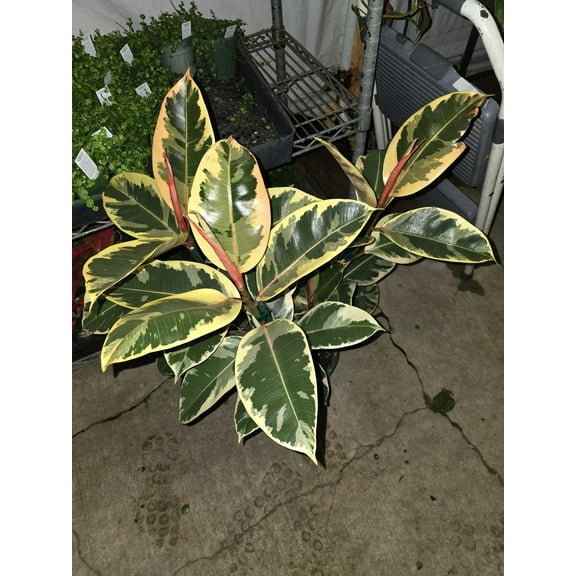 8" Pot - XL size Ficus elastica "Tineke" Variegated Rubber Tree - #017