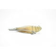 thumbnail image 5 of Shrimp Toy, Prawn, Tiger Shrimp, Ocean, Sea, Realistic Rubber Figure, Model, Educational, Animal, Hand Painted Figurines, 4" CH083 BB82, 5 of 7