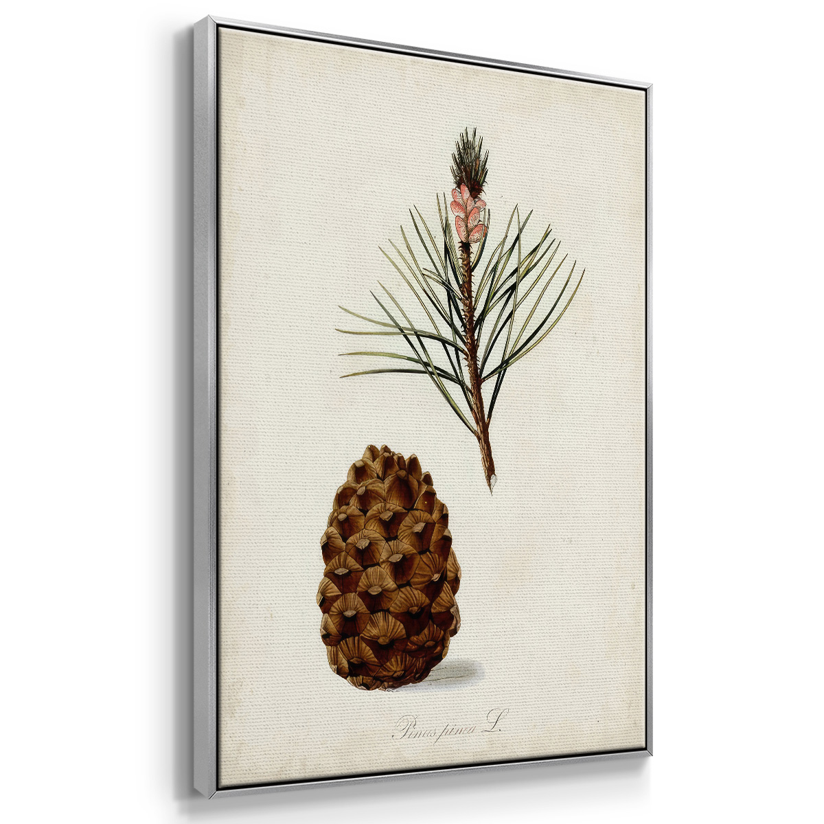 Antique Tree Study V - Framed Gallery Wrapped Holiday Canvas - 25 x 37 - Silver Frame