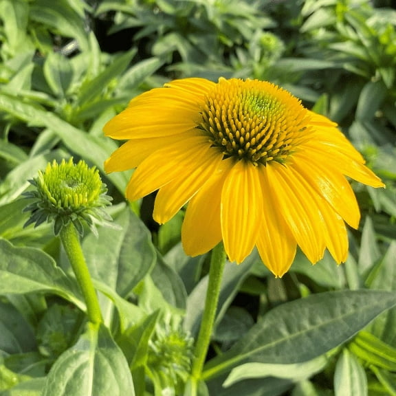 3 Sombrero Lemon Yellow Cone Flower/ Echinacea in 4 Inch Pots