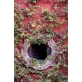 thumbnail image 2 of Rotenberg, Nancy 23x32 Black Ornate Wood Framed with Double Matting Museum Art Print Titled - Mexico, Ivy on Stucco Wall with Tile Window, 2 of 4