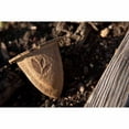thumbnail image 3 of Miracle-Gro Gro-ables Sweet Pepper Seed Pod, 0.49 oz. Each, Ready to Plant, 3 of 5