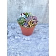 thumbnail image 5 of Pixie Paradise Live Succulent Arrangement 6 inch, 5 of 5