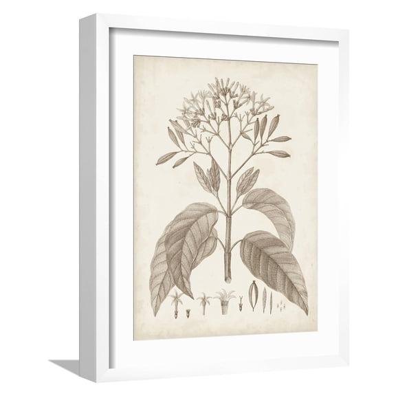 Art.com Antique Sepia Botanicals III Art Print by 0 Unknown, White Frame Wall Art, 17" x 21"