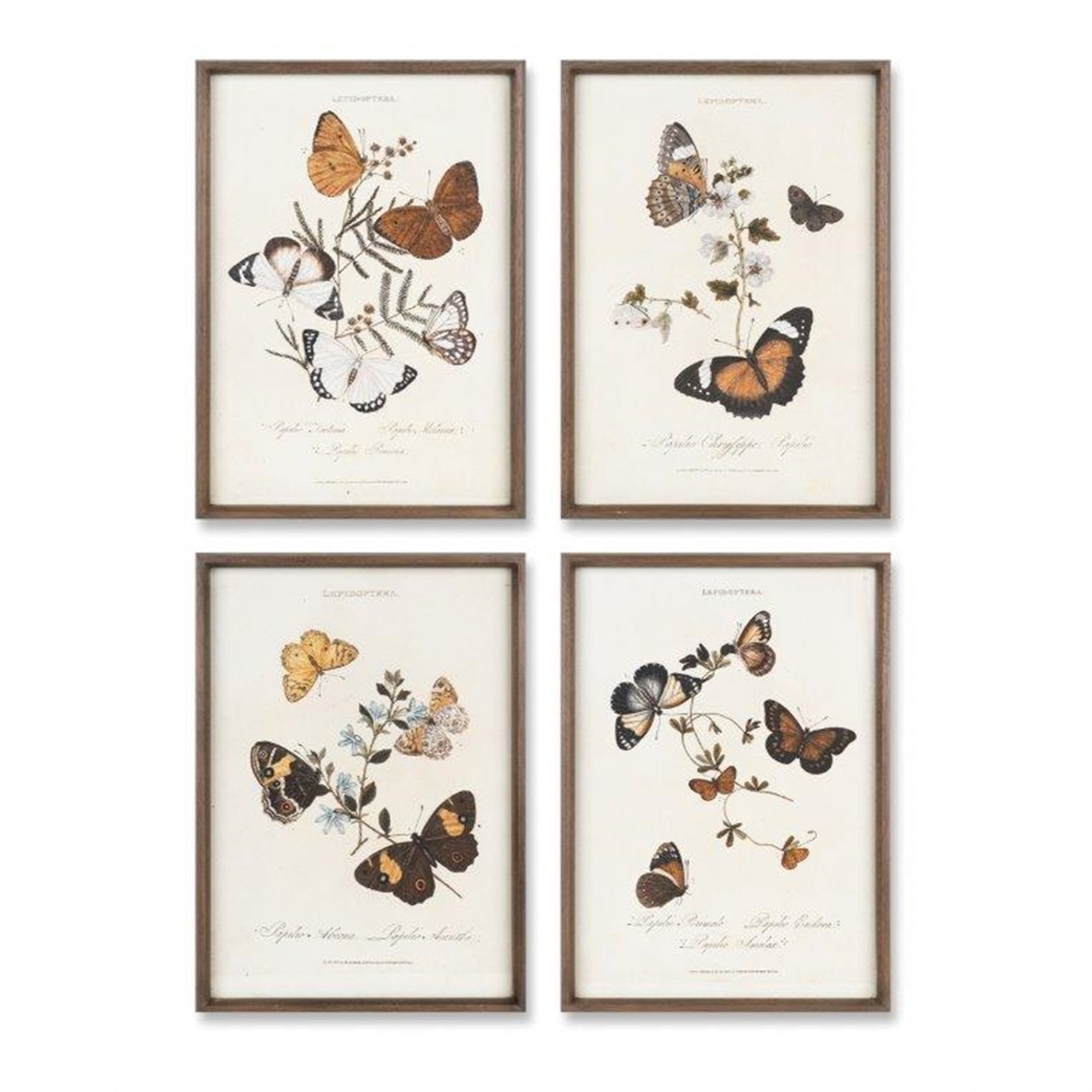 Butterfly Print (Set of 4) 12.25"L x 17"H Wood/Glass