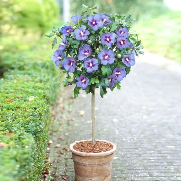 Brighter Blooms - Azurri Blue Satin® Rose of Sharon Althea Tree, 4-5 ft. - No Shipping to AK, AZ, CA, HI, OR