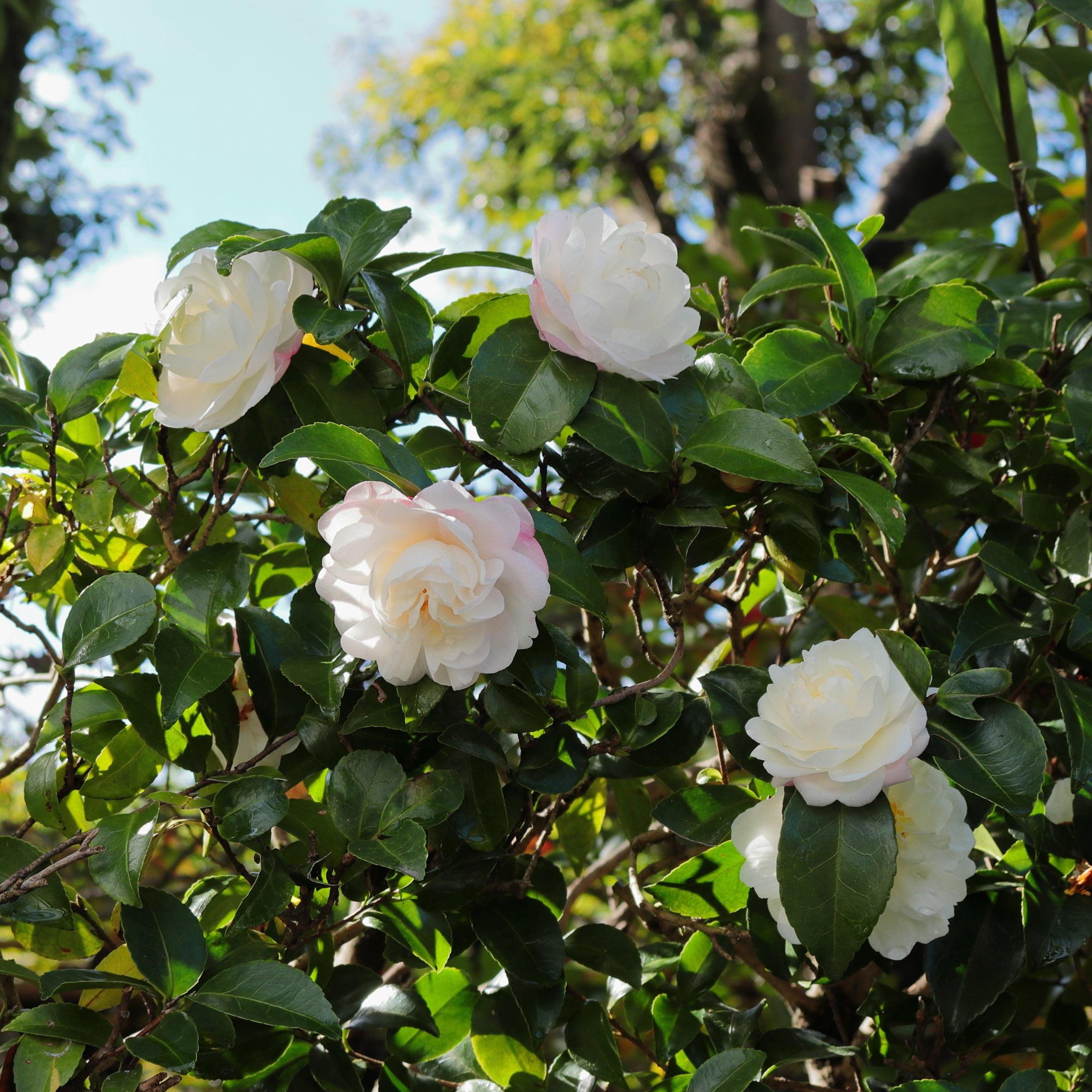 National Plant Network 3 gal. Camellia Sasanqua Asakura Shrub