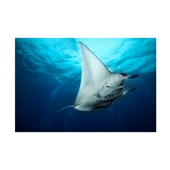 Canvas Wall Art - Roberto Marchegiani 'Manta Fly' Wall Art for Living Room, Bedroom, or Office D?cor by Trademark Fine Art - 19 x 12 Inches