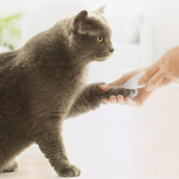 Tondeuse à Cheveux pour Animaux de Compagnie Rechargeable USB à Faible  Bruit pour Animaux de Compagnie ne blesse Pas Le toilettage de Chiens  tondeuses