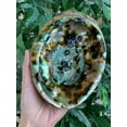 thumbnail image 3 of Abalone Shell, Seashell Incense Burner, Smudge Bowl for Holding Smudge Sticks, Incense, Crafts, Display, Large - 5" to 6", 3 of 7