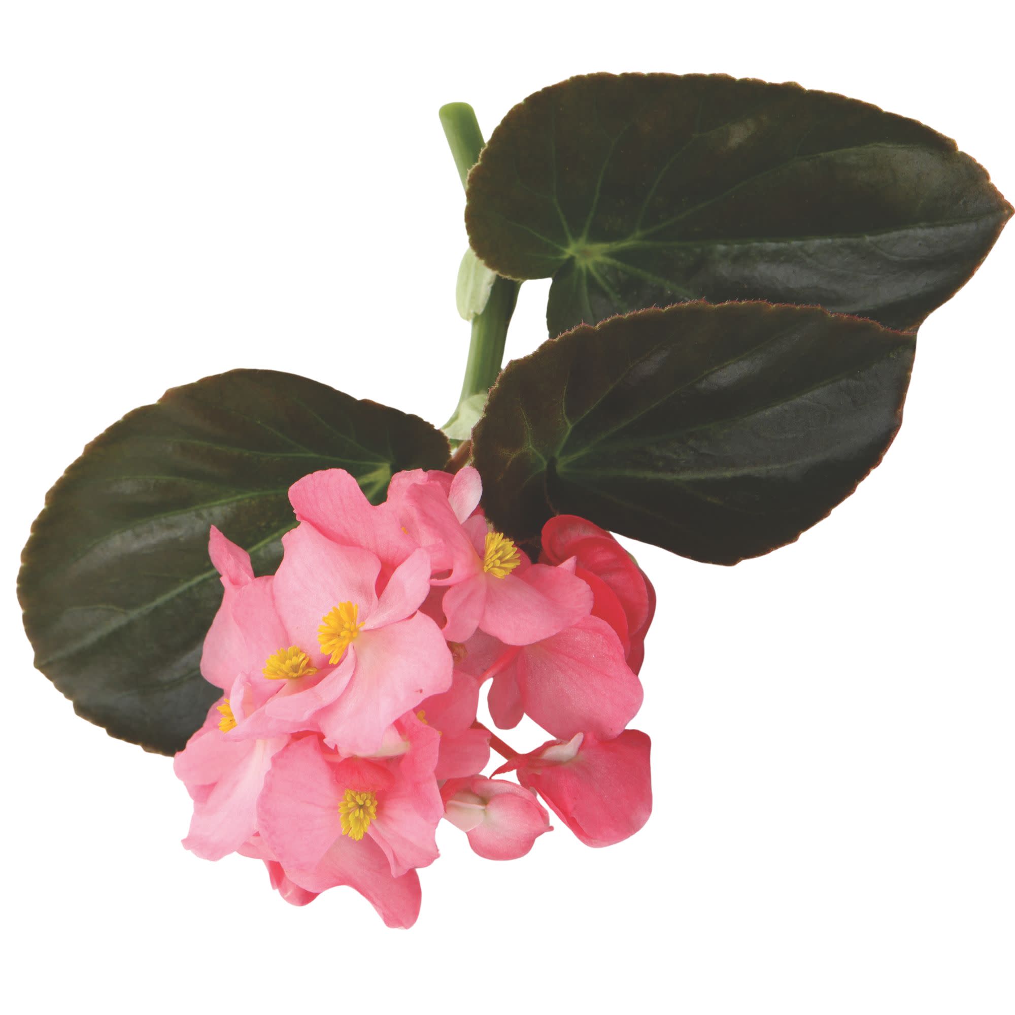 Proven Winners 4" Pink Surefire Rose Begonia Live Plant in 4.25" Pot (4 Count)