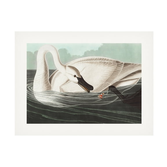 Trademark Fine Art Pictufy Trumpeter Swan From Birds of America 1827 Canvas Wall Art