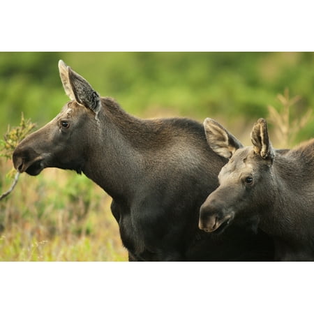 Profile View Of A Moose Cow And Her Calf Remaining Alert During Rutting Season In Chugach State Park Near Anchorage Southcentral Alaska FallN Canvas Art - Carl Johnson  Design Pics (34 x