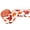 Maple leaf model, variant on SDFGTstore Harvest Beauty Decorative Harvest Ribbon Showcasing Maple Motif Perfect for Party Tool and Fashion Hair Accessories