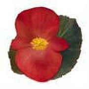 Expert Gardener, Outdoor, Live Plants, Multicolor, Begonia, 1.5G, Each