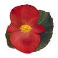 Expert Gardener, Outdoor, Live Plants, Multicolor, Begonia, 1.5G, Each