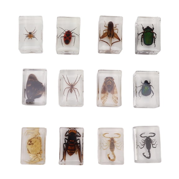 Xirurus 12‑Piece Real Bug Specimen Set – Transparent Resin Insect Models for STEM Learning & Classroom Display
