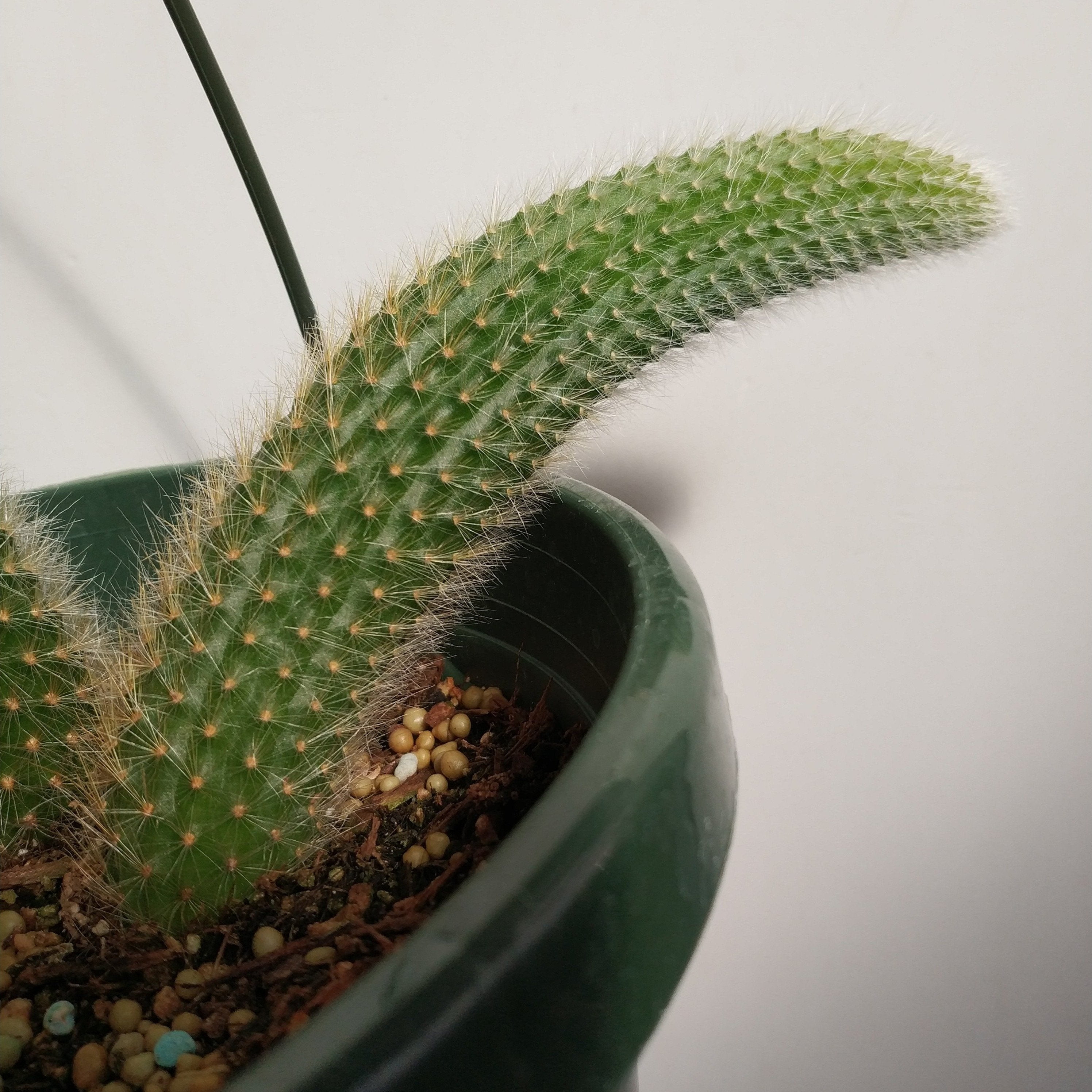 Hildewintera Colademononis Cutting Monkey Tail Cactus Succulent 5” no root 