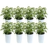 13.5in. Tall White Pentas; Full Sun Outdoors Plant in 4.5in. Grower Pot, 8-Pack