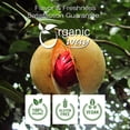 thumbnail image 6 of Organic Way Ground Nutmeg Cut & Sifted (Myristica Fragrans) - Healthy Digestion | Organic & Kosher Certified | Non GMO & Gluten Free | USDA Certified | Origin - Sri Lanka (1/4 lbs / 4 oz), 6 of 9