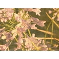 thumbnail image 2 of Johnson, George 14x11 Gold Ornate Wood Framed with Double Matting Museum Art Print Titled - Sunset Flower, 2 of 4