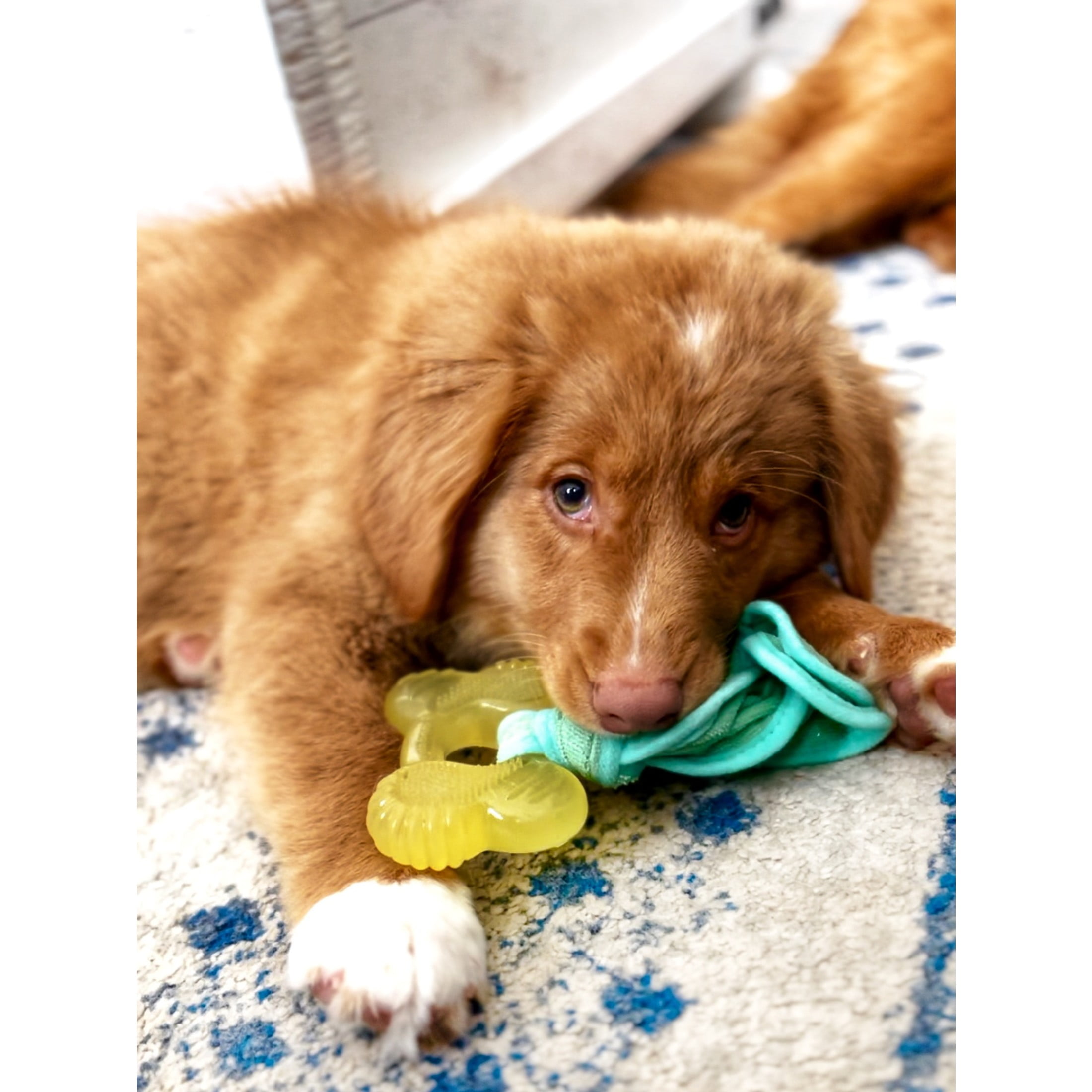 Nylabone Puppy Chew 2-in-1 Teething Freezer Bone Cloth Chew Toy Bacon Yellow Small (1 Count)