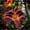 D, variant on Daylily Bulbs, Mixed Hemerocallis Bare Root Plants, Perennial Flower Roots for Garden Beds, Borders, Patio Containers