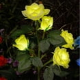 thumbnail image 2 of Spencer LED Solar Flower Light Waterproof Landscape Lights with 5 Rose Flowers, Solar Garden Lights Floral Outdoor Stake Lights for Patio Yard Lawn Pathway Decor, Yellow, 2 of 12