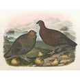 thumbnail image 3 of Daniel Giraud Elliot 18x15 Black Modern Framed Museum Art Print Titled - Red Grouse (1865), 3 of 5