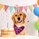 thumbnail image 5 of Babero clásico a cuadros para cachorros y mascotas con accesorios para sombrero de fiesta de cumpleaños para perros, conjunto de suministros para fiestas de disfraces de cumpleaños para mascotas, 5 of 5