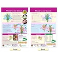 thumbnail image 3 of All About Plants Bulletin Board Chart Set – Set of 5, 3 of 9