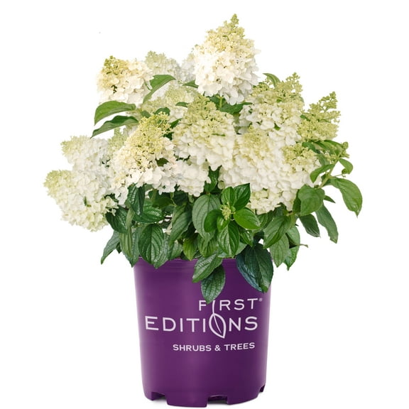 First Editions® Little Hottie® Hydrangea - 3 Gallon Pot