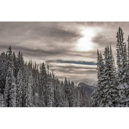 Snow in Evergreens from Beartrap Canyon, Wasatch Mountains, Utah Print Wall Art By Howie