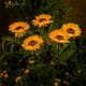 thumbnail image 2 of Paquete de 2 luces solares de girasol para decoración al aire libre con 3 LED de flores de girasol amarillas decorativas impermeables para patio, césped, jardín, camino, 2 of 5