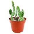 thumbnail image 2 of Hairy Roger Cactus (2"+ Plastic Pot) - Live Cactus - Unique Shaped Cactus - Tiny, Lovely, Easy to Care Succulents, 2 of 3