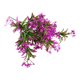 thumbnail image 2 of Ramo de Flores Artificiales de Gypsophila en Blanco, Púrpura y Vino Tinto – 36 cm de Tallos Plásticos Falsos de Gypsophila para Decoración del Hogar, Bodas, Fiestas y Regalos, 2 of 6
