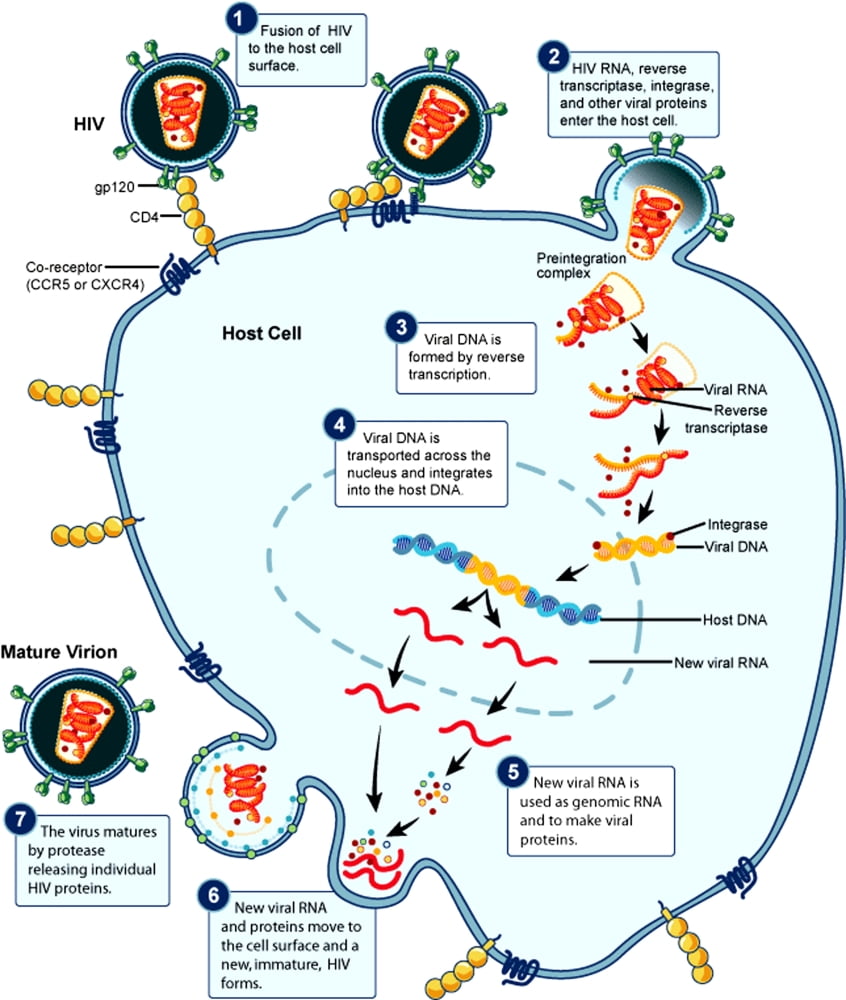 HIV Virus Replication Cycle Poster Print by Science Source Walmart