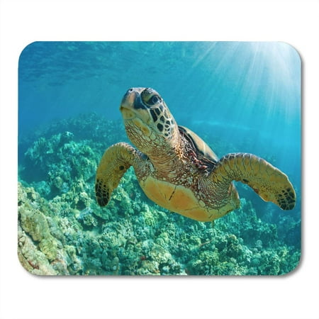 KDAGR Green Maui Sea Turtle Over Coral Reef in Hawaii Snorkel Swim Underwater Mousepad Mouse Pad Mouse Mat 9x10 (Best Hawaiian Island For Snorkeling)
