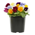 thumbnail image 2 of Expert Gardener 2.5QT Multicolor Pansy Live Annual Plant Sun 3-Pack, 2 of 8
