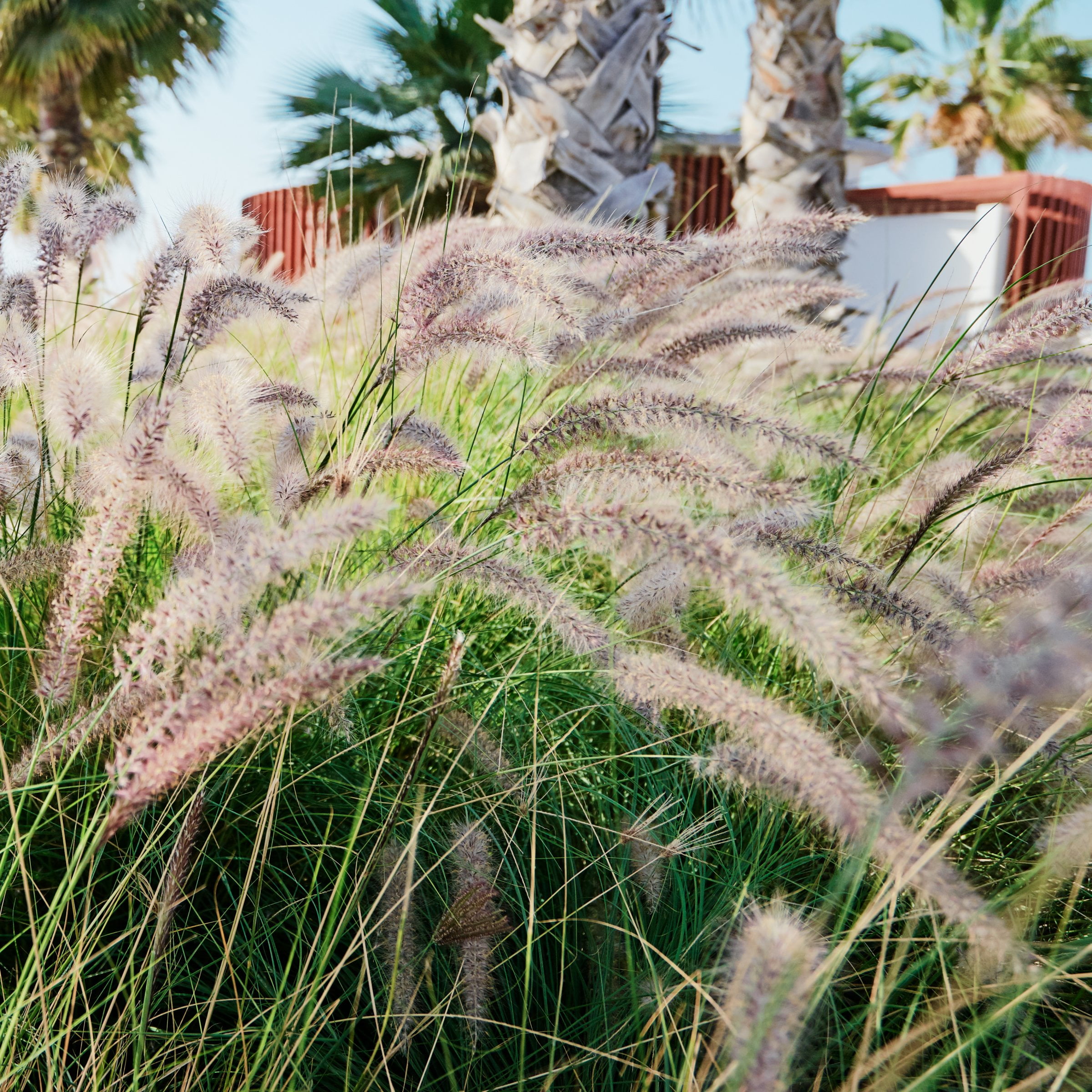 National Plant Network 4 in. Dwarf Fountain Live Ornamental Grass Hamelin (3-Pack)