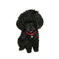 thumbnail image 3 of CafePress - Black Poodle Puppy - Women's Short Sleeve Print T-Shirt and Pants Light Cotton Pajama Set, 3 of 7