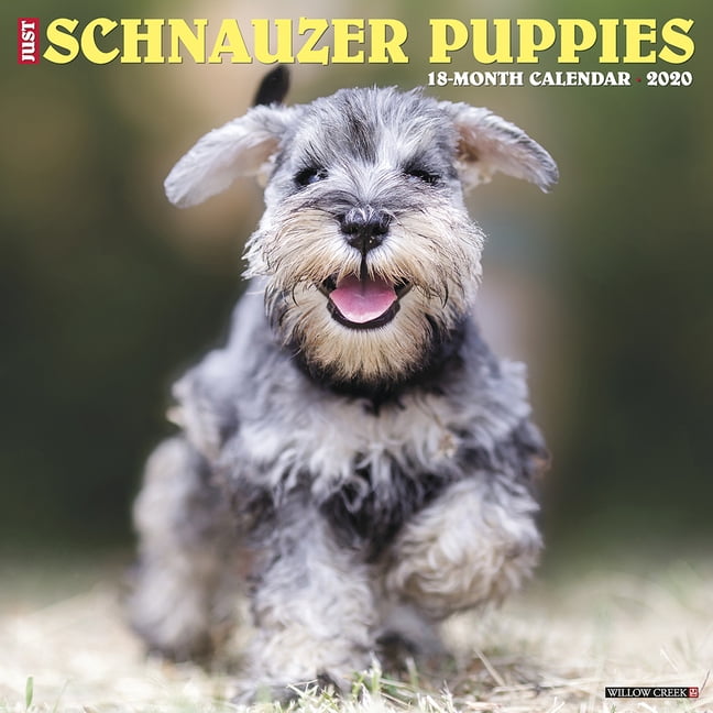 Just Schnauzer Puppies 2020 Wall Calendar (Dog Breed Calendar) (Other
